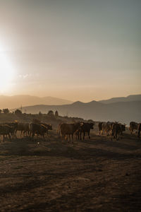 Horses on field against sky during sunset