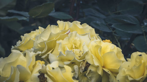 Close-up of yellow flowering plant