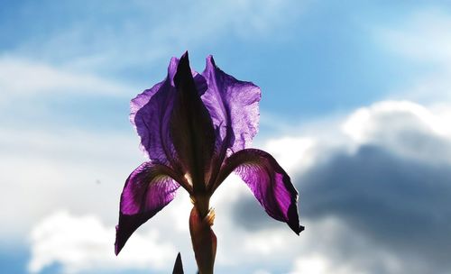 Low angle view of pink flowers against clear sky