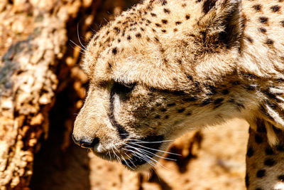 Close-up of a cat looking away