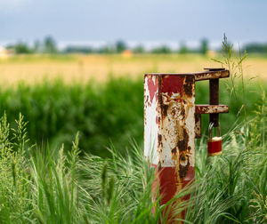 Farmland in summer