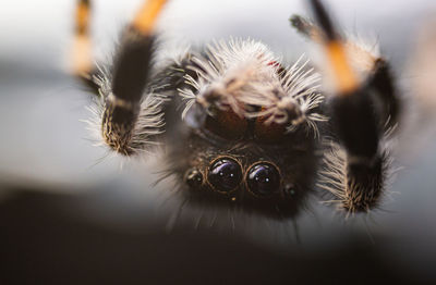 Close-up of spider