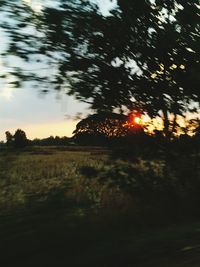 Trees against sky at sunset