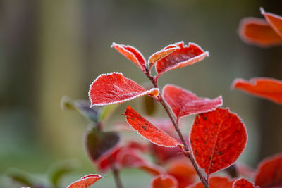 Close-up of red flowering plant