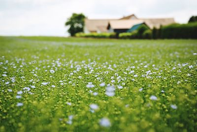 Flax flowers blooming on field