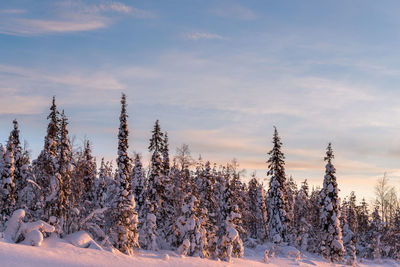 Frozen trees on field against sky during winter