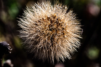 Close-up of wilted dandelion