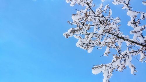 Low angle view of apple blossoms in spring against clear blue sky