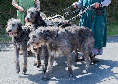 People with irish wolfhound dogs