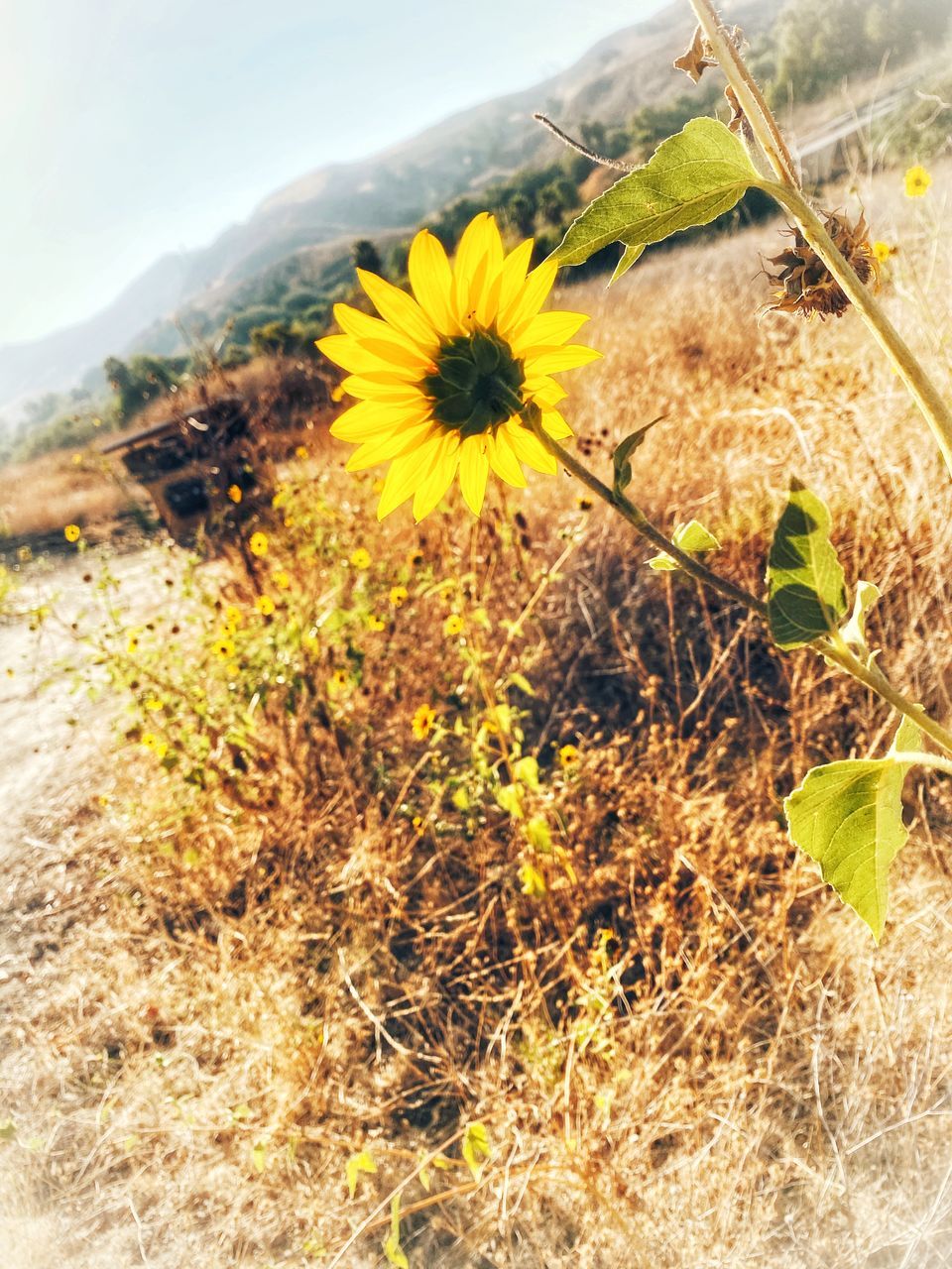 CLOSE-UP OF YELLOW FLOWERING PLANT ON LAND