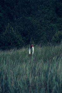 Woman standing on grassy field