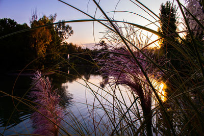 Trees by lake against sky during sunset