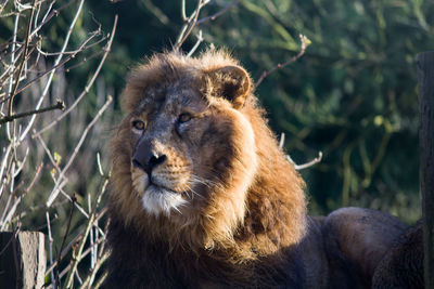 Close-up of lion