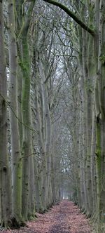 Footpath passing through forest