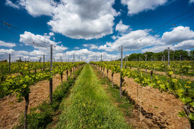 Vineyard against sky