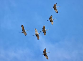 Low angle view of sand hill cranes flying