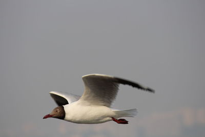 Black-headed gull flying against sky