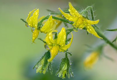 Close-up of yellow flowering plant