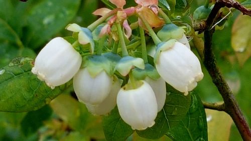 Close-up of white flowers blooming outdoors