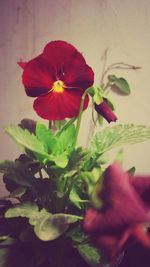 Close-up of red flowers