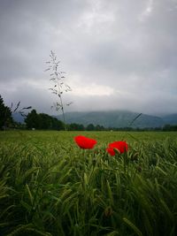 Scenic view of field against cloudy sky