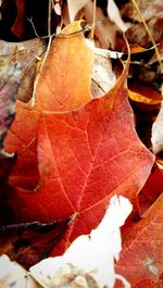 Close-up of maple leaves