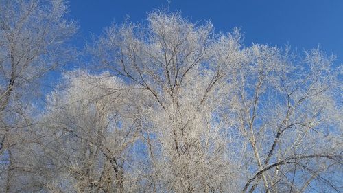 Close-up low angle view of tree against sky