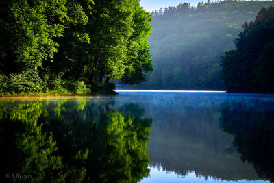 Reflection of trees in lake