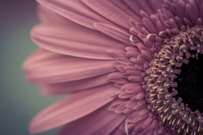 Close-up of pink flower