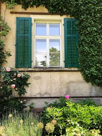 Flowers on window of building