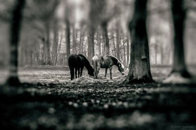 Horses grazing on field