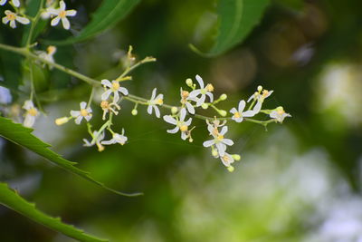 Close-up of white flowering plant