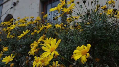 Close-up of yellow flowering plants on field