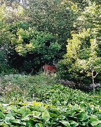 High angle view of flowering plants in garden