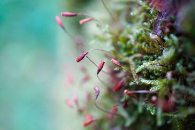 Close-up of insect on plant