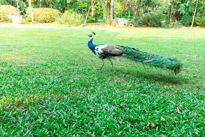 Ducks on a field