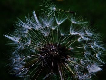 Close-up of dandelion