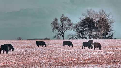 Horses grazing in a field