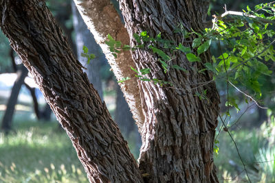 Low angle view of tree trunk