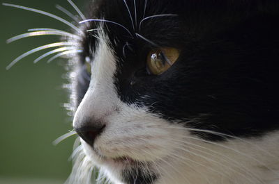 Close-up of cat looking away