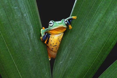 Close-up of frog on leaf