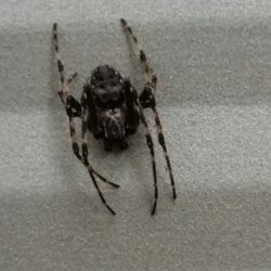 Close-up of spider