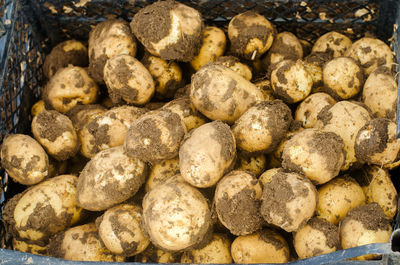 A box of freshly picked potatoes in a field. harvesting, harvest. organic vegetables.