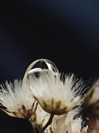 Close-up of white flowering plant against black background