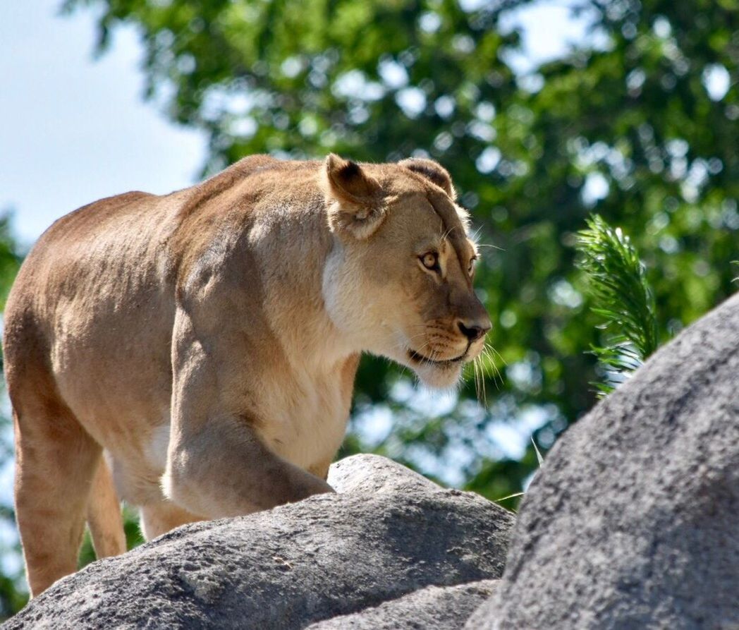 animals in the wild, one animal, animal themes, wildlife, day, outdoors, low angle view, mammal, tree, no people, lion - feline, nature