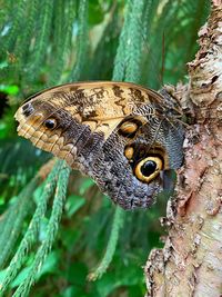 Close-up of butterfly on tree trunk