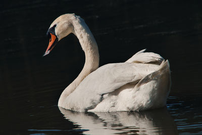 Close-up of swan in lake