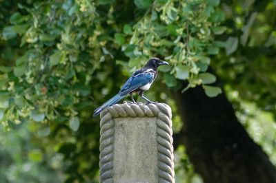 Bird perching on a stone post