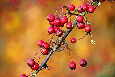 Close-up of red berry fruit growing on plant