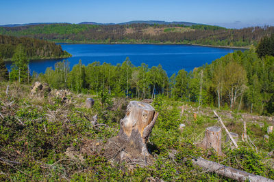 View of a lake with plants in the background